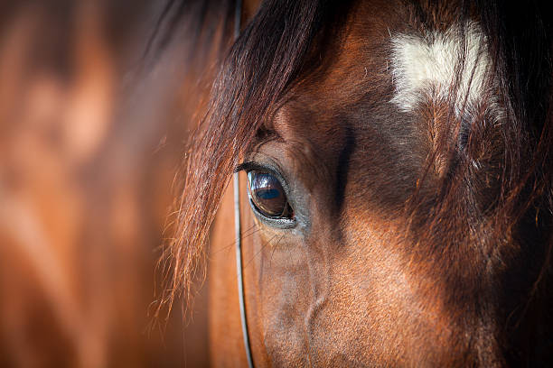 Equine Products